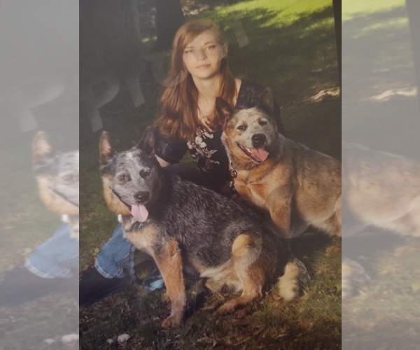 Medium Photo #1  Breeder Profile in LOMAX, NC, USA