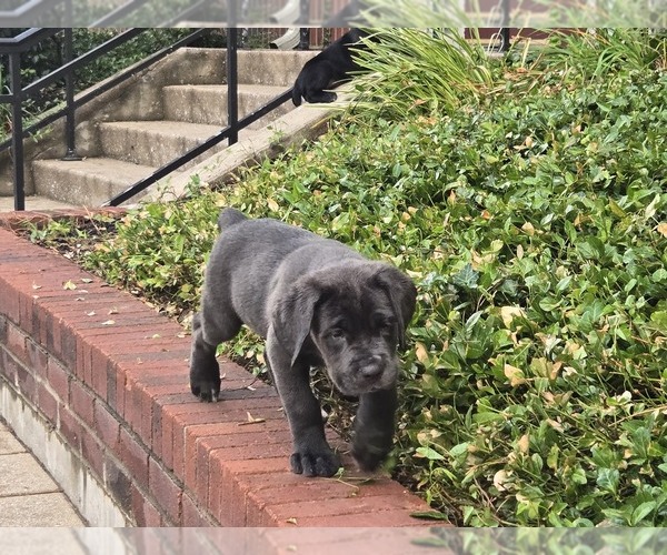 Medium Photo #6  Breeder Profile in LOUISVILLE, KY, USA