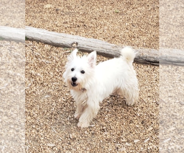 Medium Photo #1  Breeder Profile in RAPID CITY, SD, USA