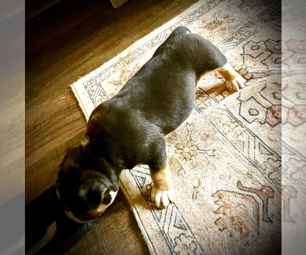 Medium Photo #42  Breeder Profile in FORT MITCHELL, AL, USA