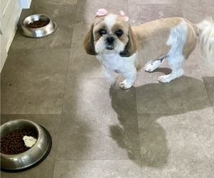 Shih Tzu Dog Breeder near KETTLE FALLS, WA, USA