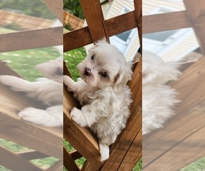 Maltese Dog Breeder near SAGINAW, MI, USA