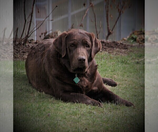 Medium Photo #9  Breeder Profile in HYDE PARK, VT, USA