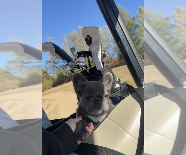 Medium Photo #11  Breeder Profile in LAKEWOOD RANCH, FL, USA