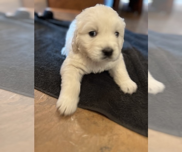 Medium Photo #12  Breeder Profile in VALDERS, WI, USA
