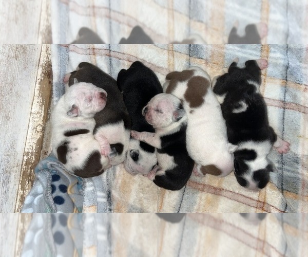Medium Photo #1  Breeder Profile in MINDEN, LA, USA