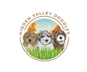 Labradoodle Dog Breeder near MILLVILLE, MN, USA