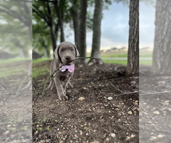 Medium Photo #16  Breeder Profile in MORGAN, TX, USA