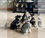 Small breeder photo