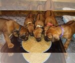 Small Photo #7  Breeder Profile in ONEIDA, TN, USA