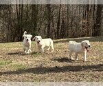 Small breeder photo
