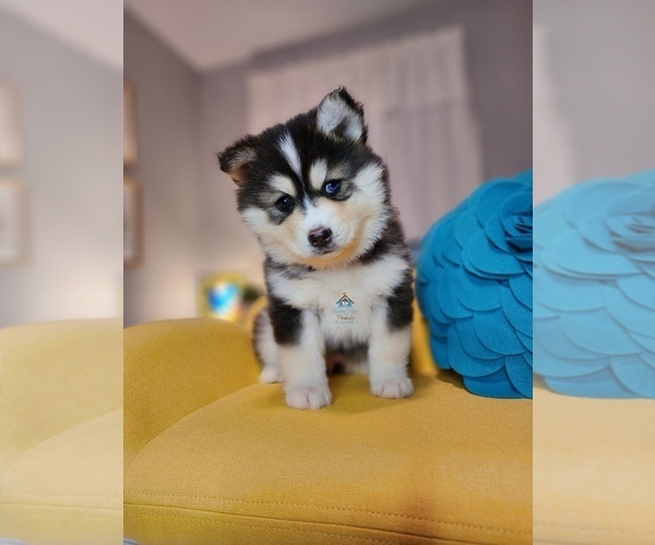 Medium Photo #70  Breeder Profile in BURNS TOWNSHIP, MN, USA