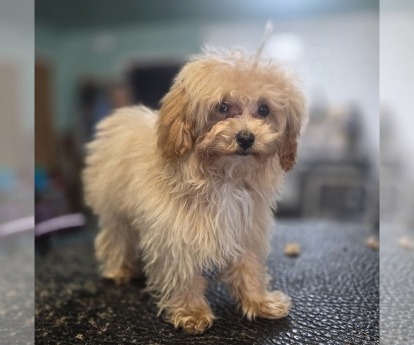 Medium Photo #4  Breeder Profile in ATLANTA, GA, USA