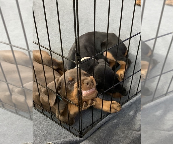 Medium Photo #3  Breeder Profile in PROSPERITY, SC, USA