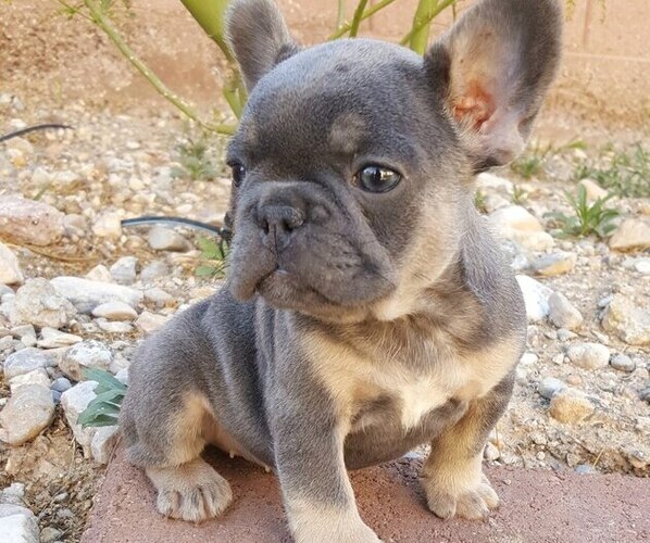 Medium Photo #23  Breeder Profile in LAS VEGAS, NV, USA