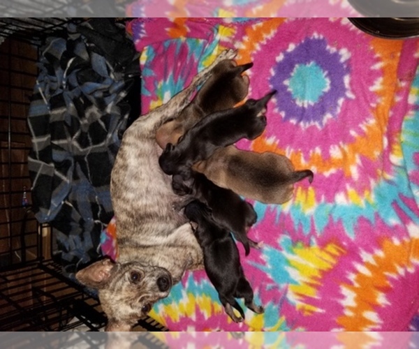 Medium Photo #1  Breeder Profile in BEEBE, AR, USA