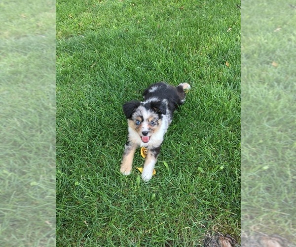 Medium Photo #11  Breeder Profile in COVINGTON, PA, USA