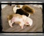 Small #1 Breeder Profile image