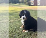 Small #8 Breeder Profile image
