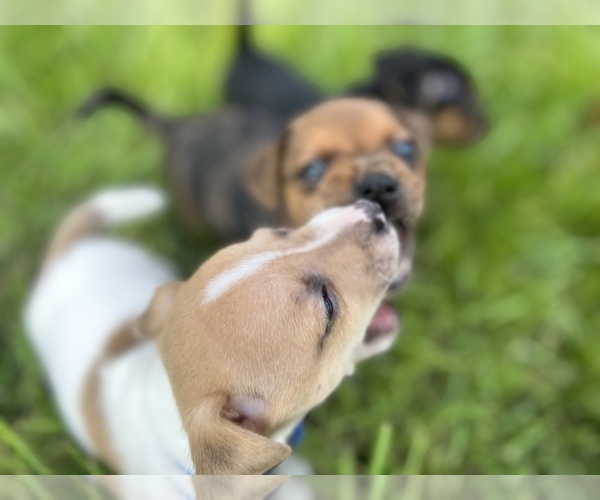 Medium Photo #2  Breeder Profile in NORTH PORT, FL, USA