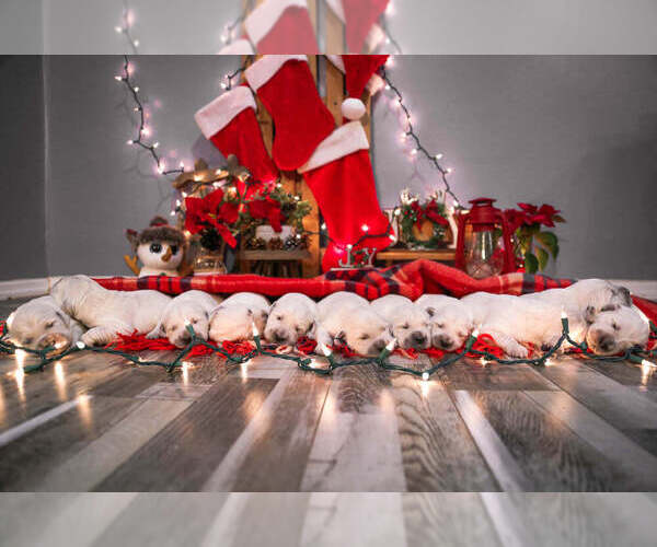 Medium Photo #28  Breeder Profile in URBANA, OH, USA