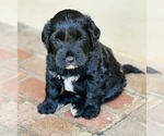 Small #14 Breeder Profile image