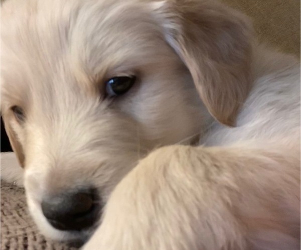 Medium Photo #1  Breeder Profile in HARRISONBURG, VA, USA