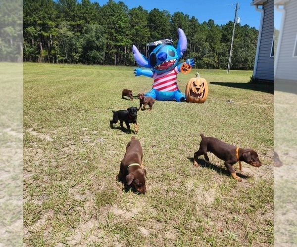 Medium Photo #4  Breeder Profile in SALLEY, SC, USA