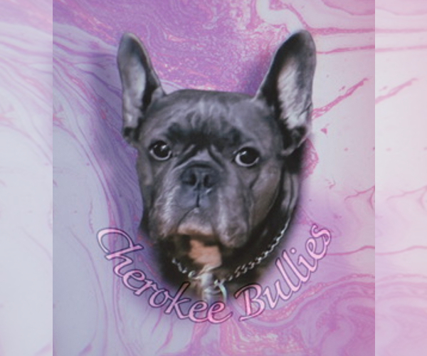 Medium Photo #1  Breeder Profile in MANSFIELD, OH, USA