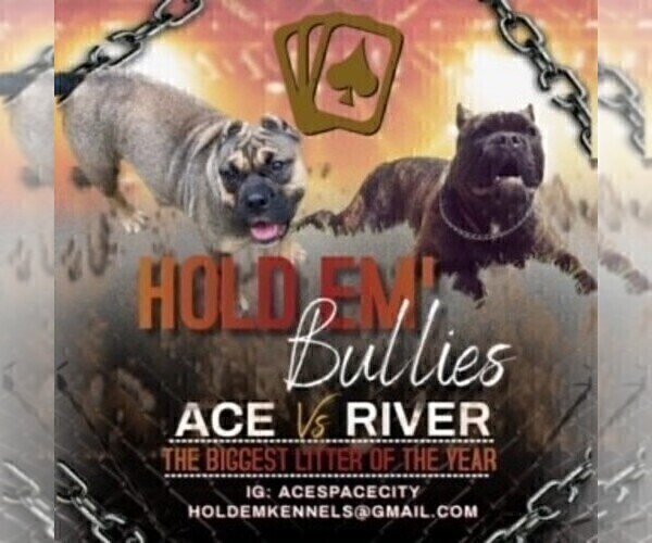 Medium Photo #1  Breeder Profile in HOUSTON, TX, USA