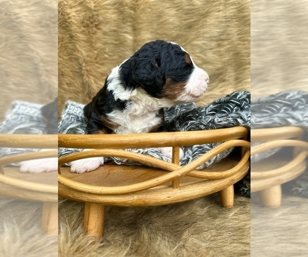Medium Photo #10  Breeder Profile in HERNANDO, FL, USA