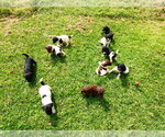 Small #4 Breeder Profile image