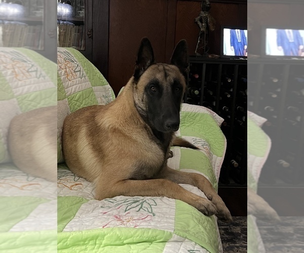 Medium Photo #4  Breeder Profile in WILLIAMS, CA, USA