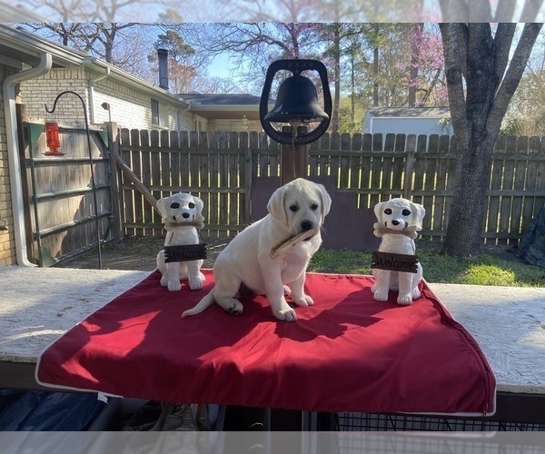 Medium Photo #1  Breeder Profile in CONROE, TX, USA