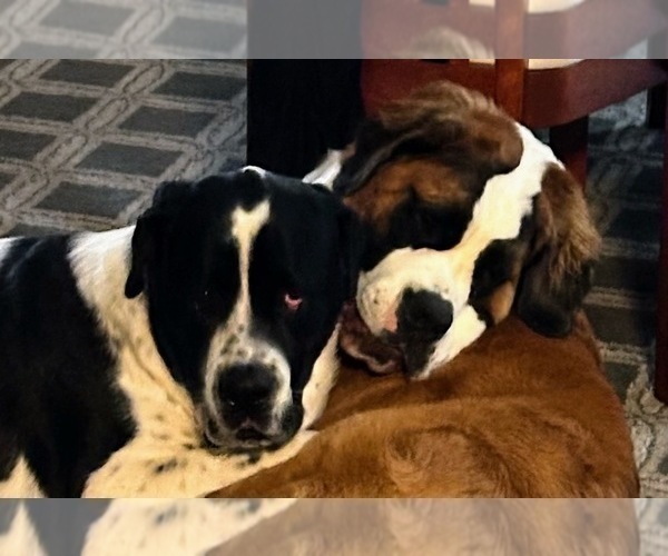Medium Photo #1  Breeder Profile in WORCESTER, MA, USA