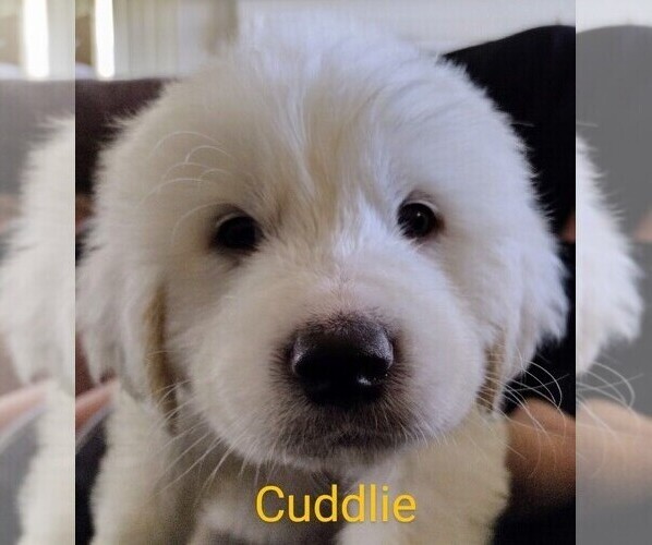 Medium Photo #1  Breeder Profile in ADELANTO, CA, USA