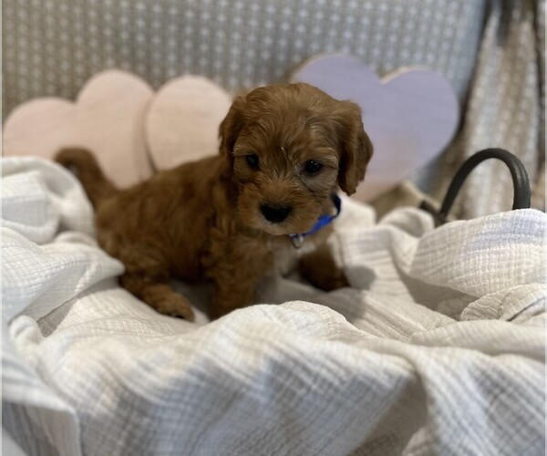 Medium Photo #18  Breeder Profile in MAGNOLIA, TX, USA