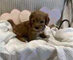 Small #17 Breeder Profile image