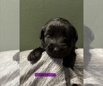 Small breeder photo