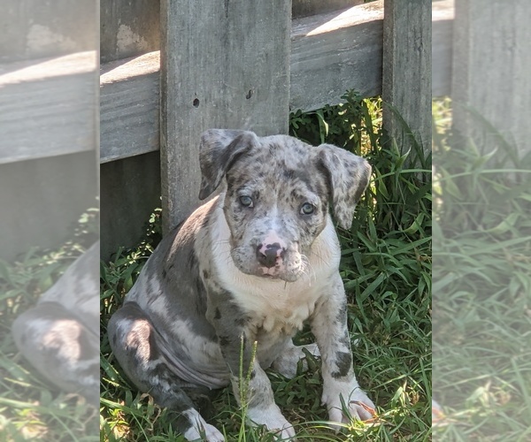 Medium Photo #1  Breeder Profile in GROVETOWN, GA, USA