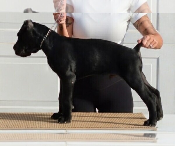 Medium Photo #2  Breeder Profile in AMARILLO, TX, USA