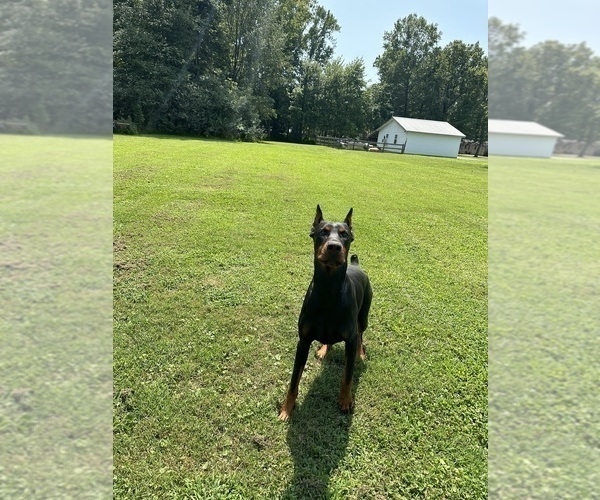 Medium Photo #8  Breeder Profile in LAFAYETTE, TN, USA