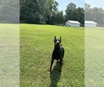 Small Photo #8  Breeder Profile in LAFAYETTE, TN, USA