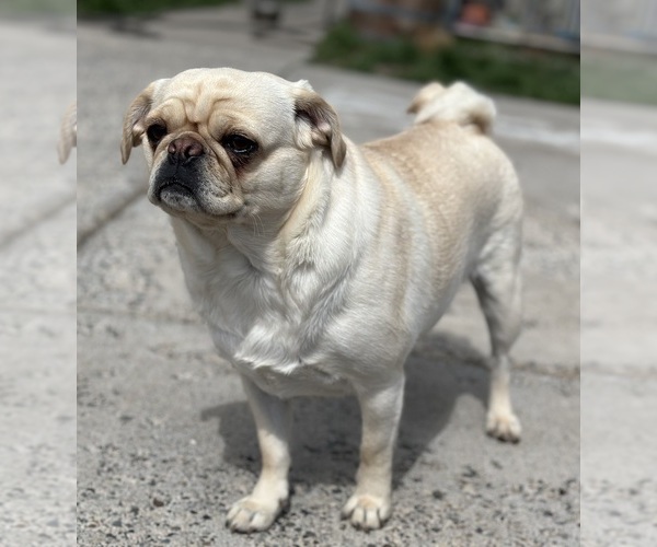 Medium Photo #44  Breeder Profile in PRINEVILLE, OR, USA