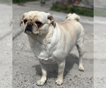 Small #43 Breeder Profile image