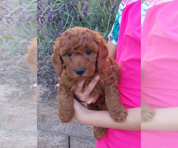 Medium Photo #1  Breeder Profile in SAN MARCOS, CA, USA