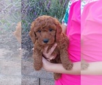 Small breeder photo