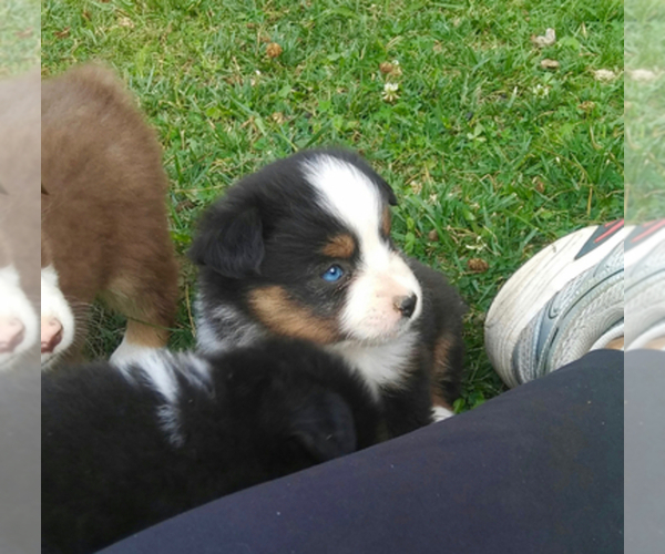 Medium Photo #1  Breeder Profile in COEUR D ALENE, ID, USA