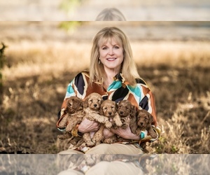 Australian Labradoodle-Sheepadoodle Mix Dog Breeder near BAKERSFIELD, CA, USA