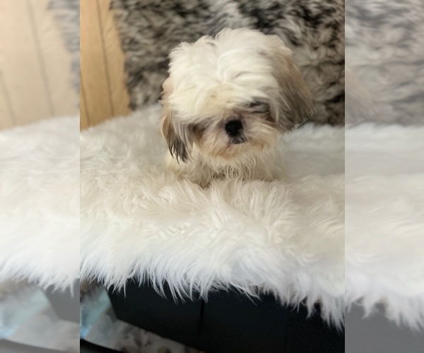 Medium Photo #16  Breeder Profile in HESPERIA, CA, USA